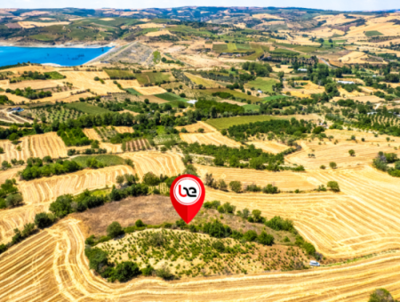 Naip Köyünde Yolu Açık 2.804 M2 Yatırıma Uygun Satılık Üzüm Bağı