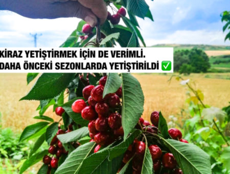 Naip Köyünde Yolu Açık 2.804 M2 Yatırıma Uygun Satılık Üzüm Bağı