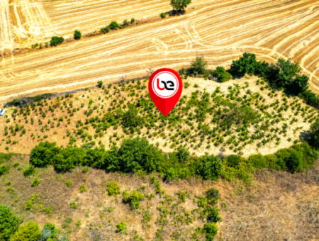 Naip Köyünde Yolu Açık 2.804 M2 Yatırıma Uygun Satılık Üzüm Bağı