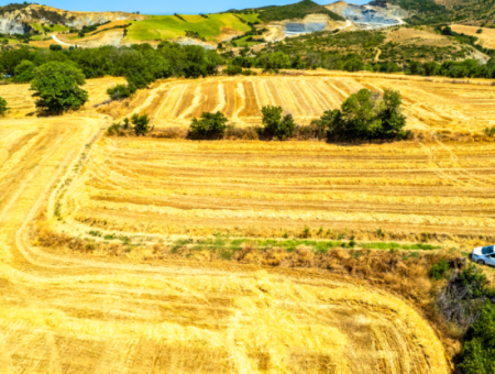 Naip Köyünde Yolu Açık 2.804 M2 Yatırıma Uygun Satılık Üzüm Bağı