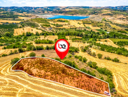 Naip Köyünde Yolu Açık 2.804 M2 Yatırıma Uygun Satılık Üzüm Bağı