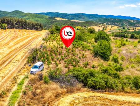 Naip Köyünde Yolu Açık 2.804 M2 Yatırıma Uygun Satılık Üzüm Bağı